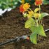 Gardena - Mds-řadový kapač 2 l/h